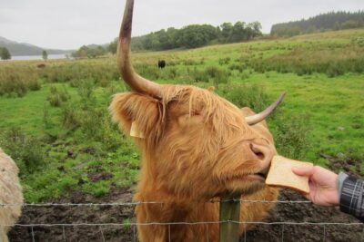 1 Day Tour from Inverness – Isle of Skye, Fairy Pools, and Eilean Donan Castle