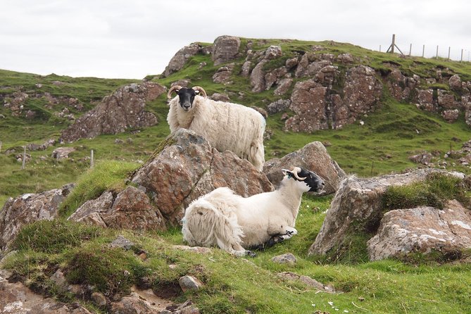 1 Day Tour from Inverness - Isle of Skye, Fairy Pools, and Eilean Donan Castle - Talisker Distillery in Carbost: peaty-smoky single malt in plain sight