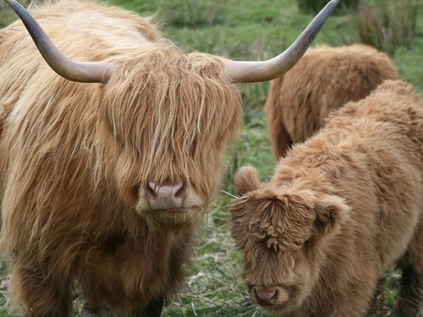 Best of Scotland in a Day Very Small Group Tour from Edinburgh - Small-Group Size Means You Get Moments, Not Just Stops