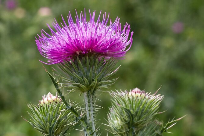 Best of The Highlands – Private Tour - Duration: 7 to 10 hours and what that means for your day plan