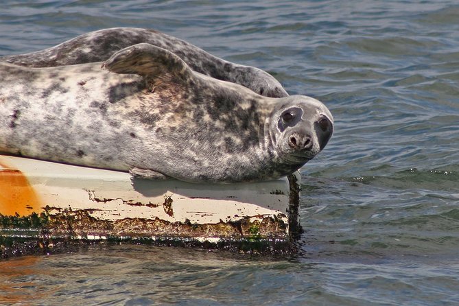 Blackness Castle Cruise - Wildlife spotting: seals, seabirds, and the best way to find them
