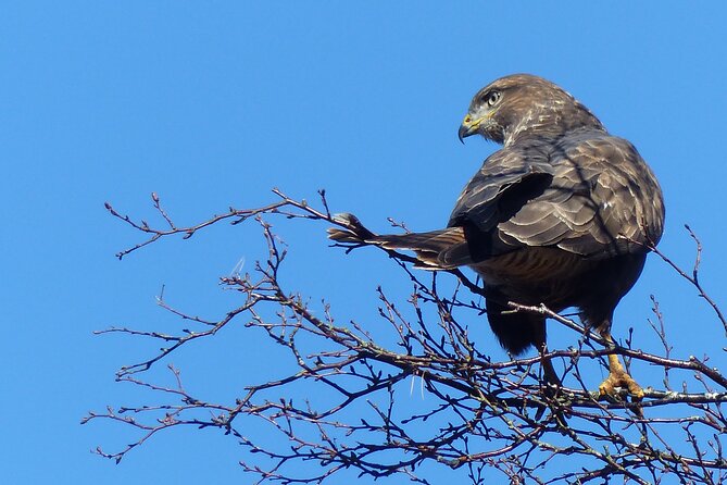 Discovery Wildlife Safari - Loch Lomond and The Trossachs Safari: What You’re Really Paying For
