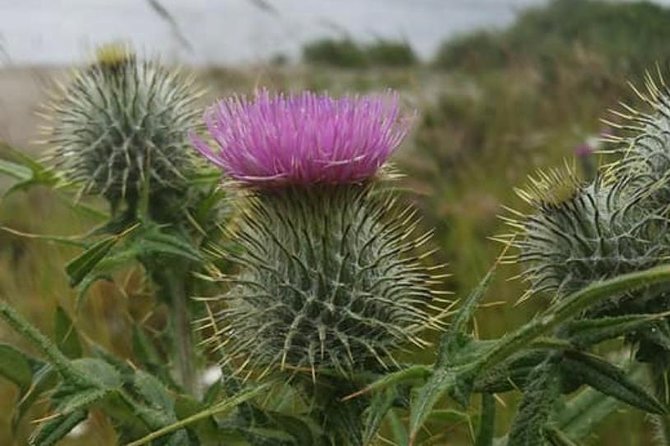 Edinburgh City Centre and St Andrews Private Driving Day Tour - Key Things You’ll Enjoy Most on This Private Day Trip
