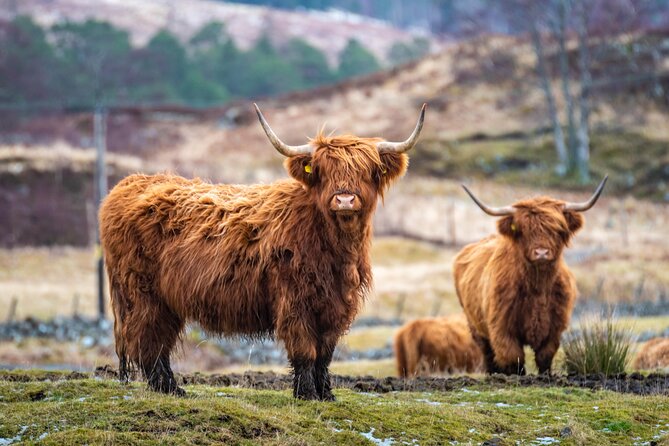 Edinburgh: Loch Lomond, The Highlands & Hairy Coo's (Small-Group) - Key highlights to expect