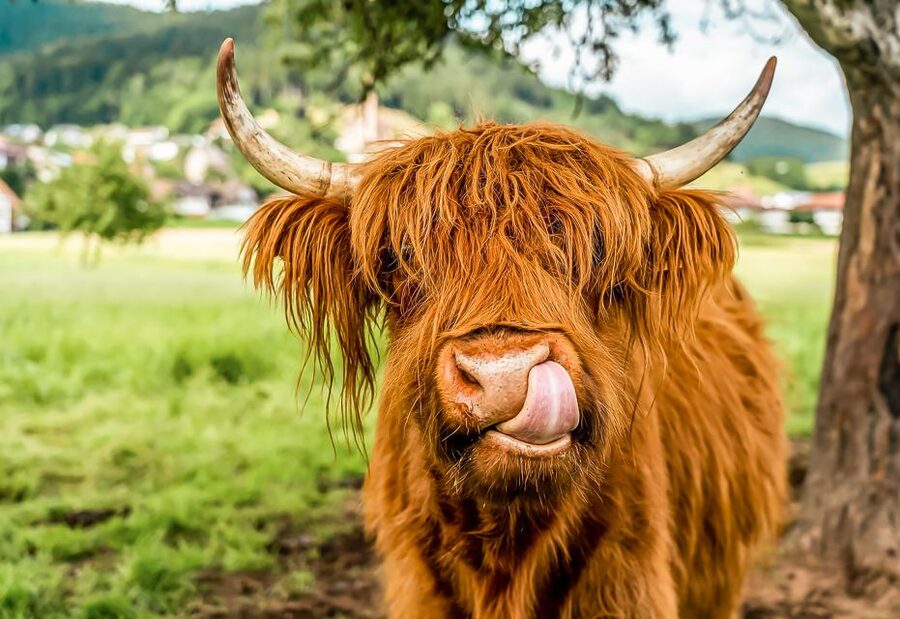 Edinburgh: Loch Ness, Glencoe & the Scottish Highlands Tour - Callander coffee break and the Highland-cow possibility
