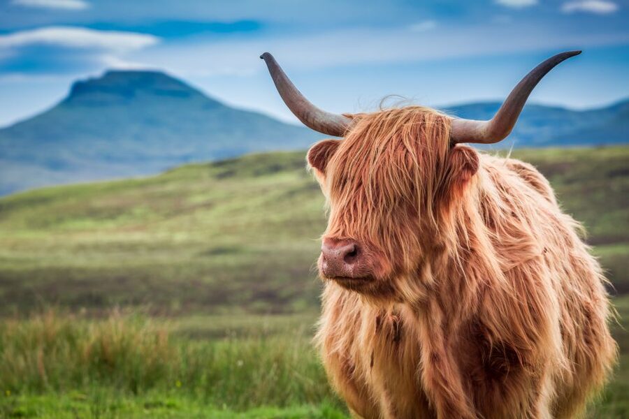 Edinburgh: Loch Ness, Inverness & Highlands Tour in Spanish - Guides in Spanish: stories on the drive are part of the value