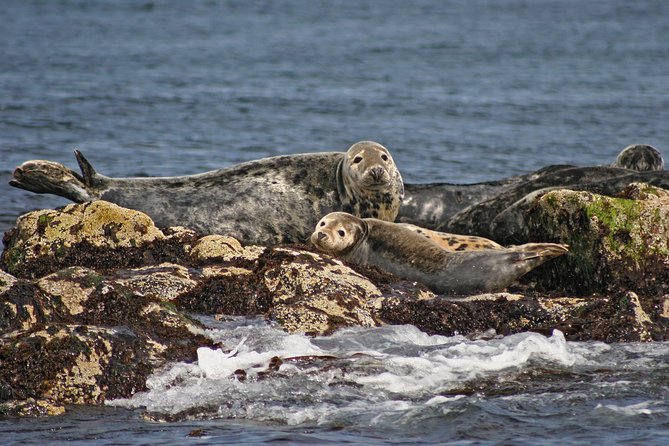 Edinburgh Three Bridges Cruise - Key highlights you will actually care about