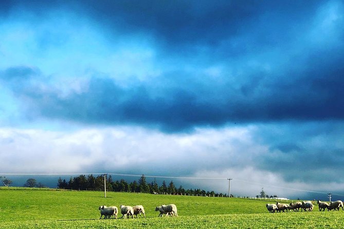 Farm Attraction - Highland Cows, Animal Feeding, Wholesome fun! - Your self-led farm walk: animals, feeding, and photo time that makes sense