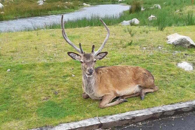 Fort William and Glencoe - A tight 12-hour Highlands loop that stays flexible