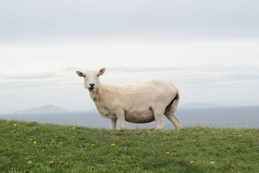 From Edinburgh: 2-Day Highlands Tour with Hogwarts Express - Practicalities that can affect your day (so you’re not surprised)