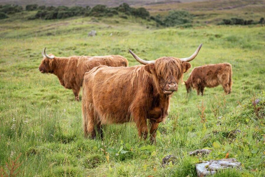From Edinburgh: Loch Ness, Glencoe, and Inverness Tour - Fort Augustus on Loch Ness: Free time and optional cruise