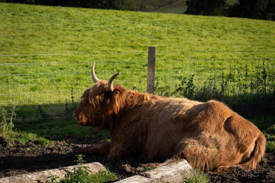 From Edinburgh: Loch Ness, Glencoe & Scottish Highlands Tour - Your Three Loch Ness Options: Boat Cruise, Urquhart Castle, or Distillery First