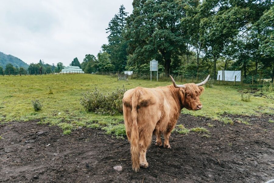 From Edinburgh: Loch Ness, Glenoce & The Highlands Day Tour - Callander Break: Coffee, Quick Sightseeing, and Reset Time