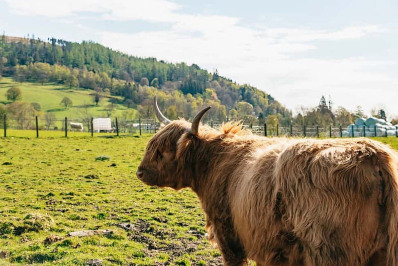 From Edinburgh: Loch Ness & Scottish Highlands Tour - The Loch Ness boat cruise: hi-tech imaging plus the calm of time on the water