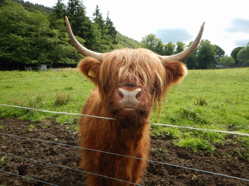 From Edinburgh: Scottish Highlands & Isle of Skye 5-Day Tour - B&B Stays and the Real Comfort Question, Especially on Skye