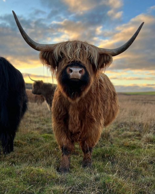 From Edinburgh: The Kelpies, Glencoe & Loch Lomond Day Tour - Leaving Edinburgh the right way: collection outside your place, then north to the Highlands