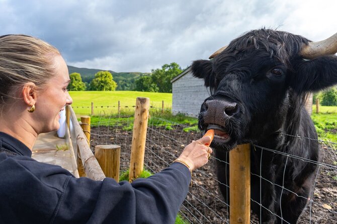 From Inverness: Cawdor Castle, Cairngorms and Highland Coos - Small group comfort, mini-bus, and how to time your day
