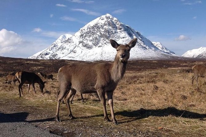 Glasgow: Loch Ness, Glencoe, and the Highlands Day Tour - Glencoe National Nature Reserve: photos, history, and a film connection