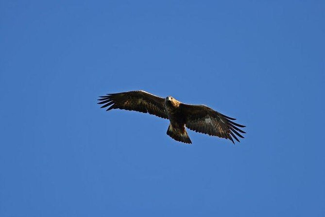 Glenaladale Cruise - Great for wizard spotting! - Getting There at Loch Shiel Cruises: Quick Start, Clear Meeting Point