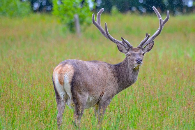 Glenaladale Cruise - Great for wizard spotting! - When the Weather Is Miserable, Can You Still Have a Good Time?