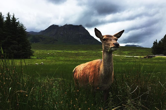 Glencoe & Highlands: Private Land Rover Tour - The Guide Factor: Scottish Stories That Help the Scenery Make Sense