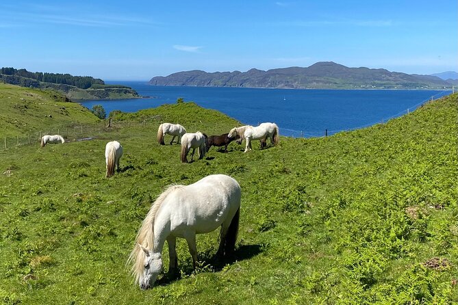 Guided Hebridean Farm Hike near Tobermory, Isle of Mull, Scotland - Animals and birds, seen while you’re walking