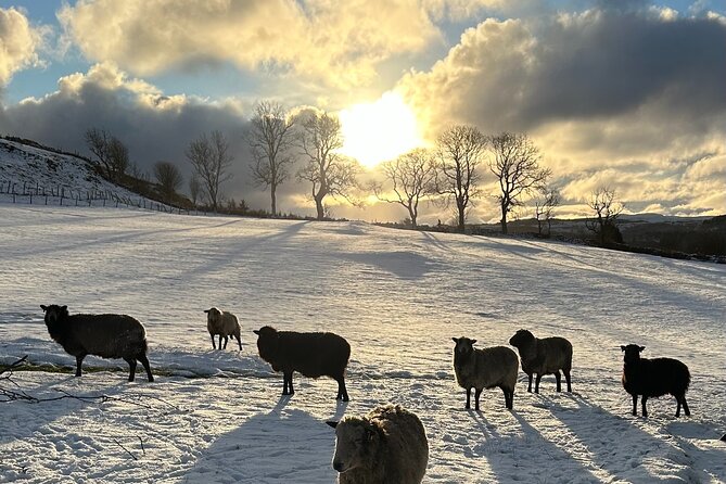 Guided Hebridean Farm Hike near Tobermory, Isle of Mull, Scotland - Timing on Isle of Mull: why clear days matter