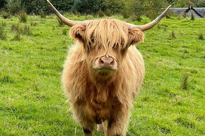 Highland Cows, Glasgow Cathedral, Murals, Kelpies Half Day Tour - Why This Edinburgh to Glasgow Half-Day Tour Works