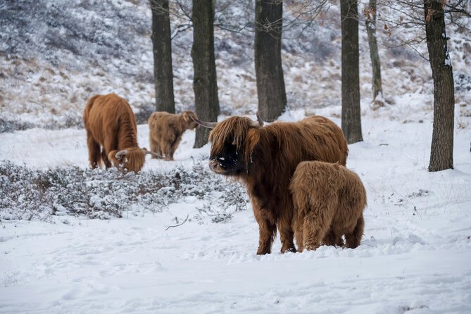 Highland Cows, Glasgow Cathedral, Murals, Kelpies Half Day Tour - Midhope Castle and Lallybroch Views From the Gate