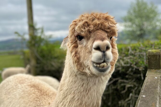 Highland Cows, Walk Alpacas & Scottish Wildlife Centre from Edin. - Key highlights to know before you go