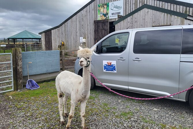Highland Cows, Walk Alpacas & Scottish Wildlife Centre from Edin. - How this private Edinburgh animal day actually plays out