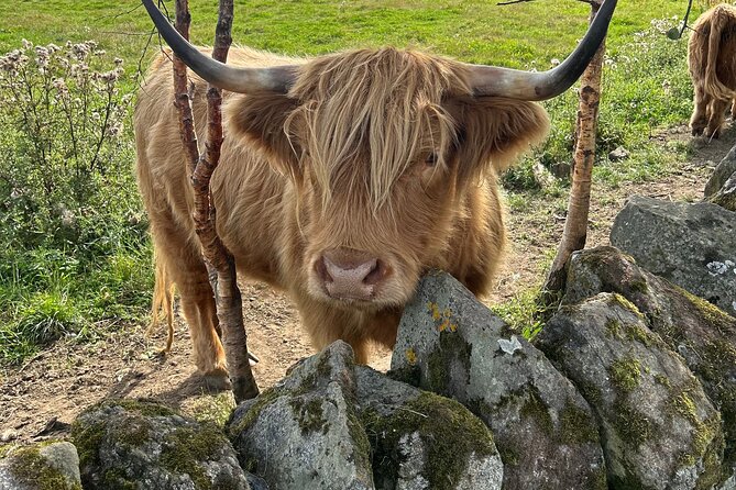 Highland Cows, Walk Alpacas & Scottish Wildlife Centre from Edin. - Stop 2 at Nith Valley Alpacas: the walk that puts you in the forest