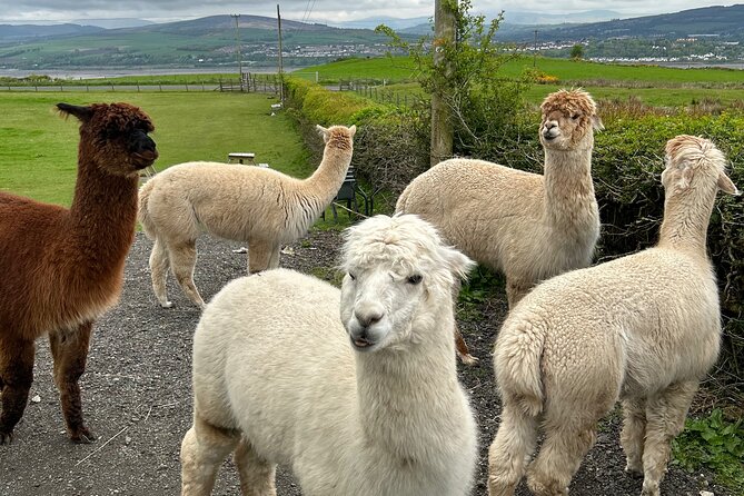 Highland Cows, Walk Alpacas & Scottish Wildlife Centre from Edin. - Lunch reality: what’s included, what isn’t