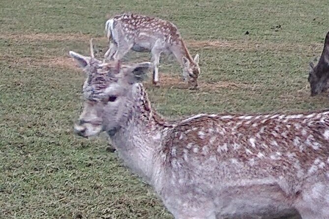 Highland Cows, Walk Alpacas & Scottish Wildlife Centre from Edin. - Stop 3 at the Scottish Deer Centre: plenty of species, plus the Haggis factor