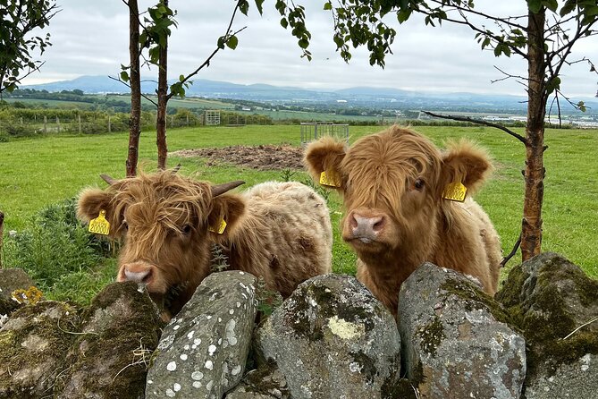 Highland Cows, Walk Alpacas & Scottish Wildlife Centre from Edin. - Stop 1 at Swanston Farm: Highland cattle with names you’ll remember