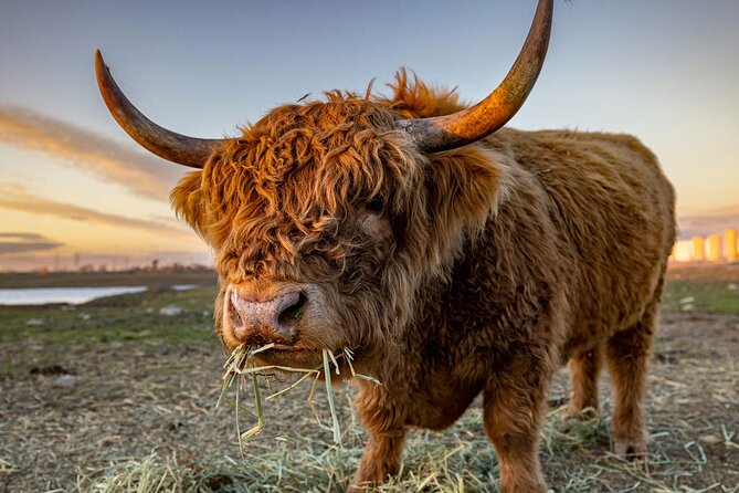 Highland Lochs & Castles Tour to Oban & Glencoe - Key highlights at a glance
