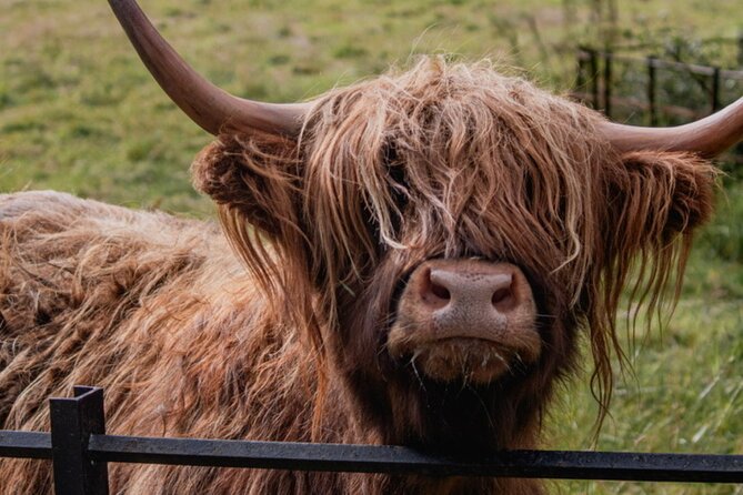 Highlands Cows Glencoe and Castles Private Tour from Glasgow - Inveraray Castle and Gardens: The One Admission You Need to Plan For