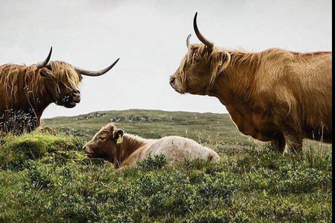 Highlands + Glencoe + Loch Ness Private Tour - Key moments worth planning for