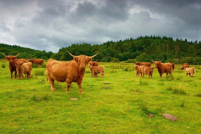 Highlights of Scotland Custom Private Tour from Edinburgh - Highland Coos and Callander: short stops that reset your day