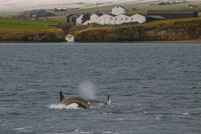 Historic Orkney Private Odyssey Tour by a native Islander - Kirkwall time and the HMS Royal Oak marker buoy