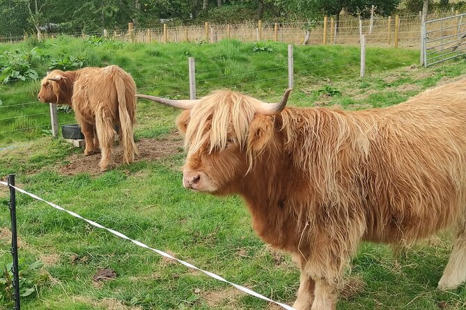Invergordon Shore Excursion Highland Bucket List Tour - Culloden Battlefield with Richie: History, Wildlife, and Living Conservation