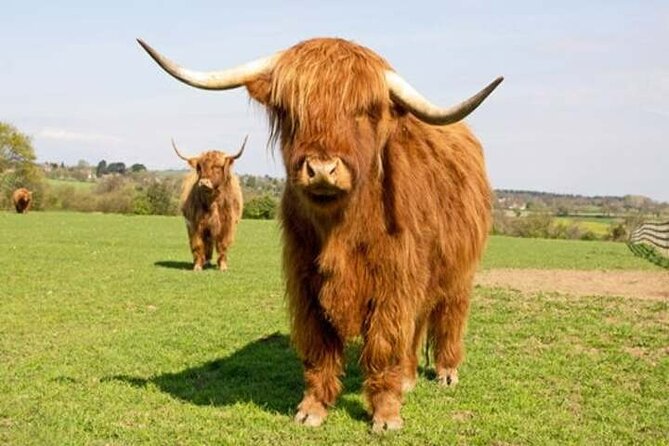 Invergordon Shore Excursions: Loch Ness, Culloden, Cawdor & More - Cawdor Castle: Living Heritage You See Between Battles