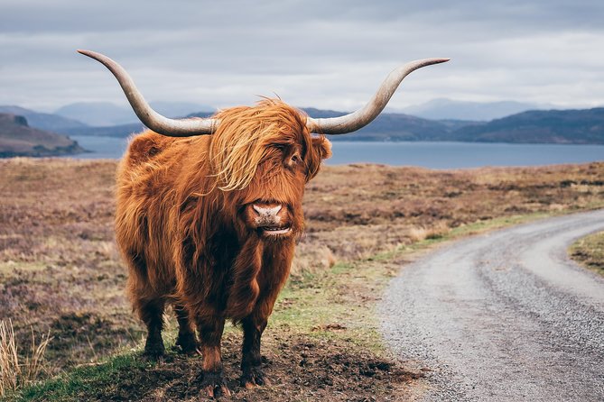 Inverness: Applecross, Loch Carron & the Wild Highlands - Applecross Village: wildlife chances and a real 1.5-hour break