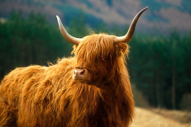 Isle of Skye Full Day Private Tour from Inverness - Price and value: what $1,040.19 per group really means