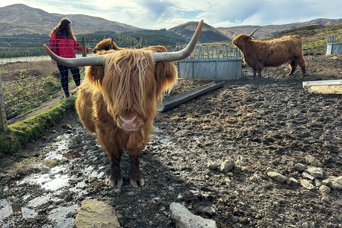 Isle of Skye Highlights - Bespoke Private Tour for up to 7 guests - Uig and the Fairy Glen: free time for rowan trees and ancient geology