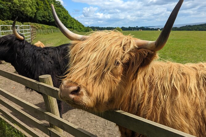 Loch Lomond, Highland Cows, Victorian Town, Castle Half-Day Tour - Price and what up to 4 people really get