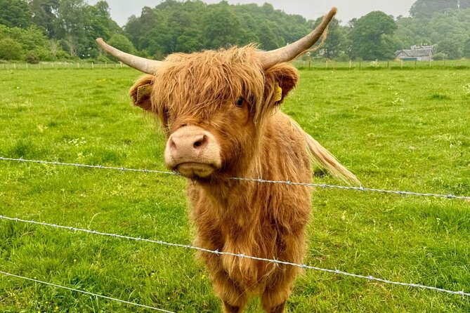 Loch Ness, Culloden, Clava and whisky/gin tour from Inverness. - Pickup, vehicles, and the calm logistics advantage