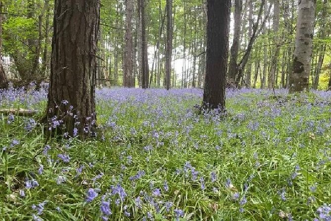 Loch Ness, Culloden, Clava and whisky/gin tour from Inverness. - Stop 5: Clava Cairns, ancient stones and an Outlander connection