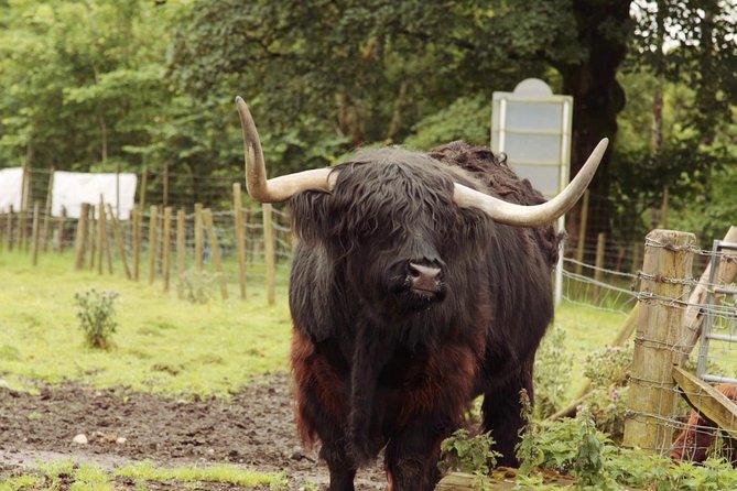Loch Ness, Glencoe and The Scottish Highlands Tour from Edinburgh - Fort Augustus, the canal locks, and the Loch Ness cruise decision
