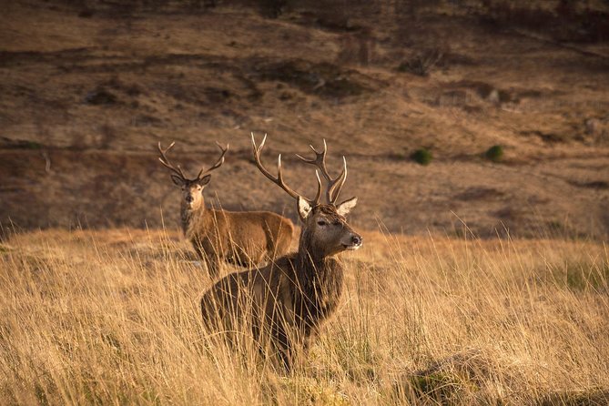 Loch Ness, Scottish Highlands, Glencoe and Pitlochry Tour - Callander and the Loch Lomond and Trossachs stretch